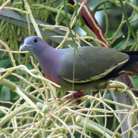 Pink-necked Green-Pigeon